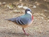 Luzon bleeding-heart (Gallicolumba luzonica)