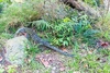 Crocodile monitor (Varanus salvadorii)