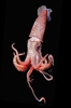 Strawberry squid (Histioteuthis heteropsis)