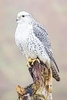 Gyrfalcon (Falco rusticolus)