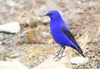 Grandala (Grandala coelicolor)