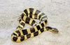 Banded krait (Bungarus fasciatus)