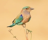 Indian roller (Coracias benghalensis)