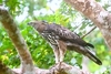 Changeable hawk-eagle (Nisaetus cirrhatus)