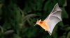 Greater short-nosed fruit bat (Cynopterus sphinx)