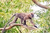 Phayre's leaf monkey (Trachypithecus phayrei)