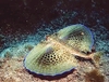 Flying gurnard (Dactylopterus volitans)