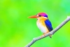 Oriental dwarf kingfisher (Ceyx erithaca)