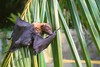 Chuuk flying fox (Pteropus pelagicus)