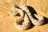 Horned viper (Cerastes cerastes)