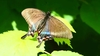 Alpine black swallowtail (Papilio maackii)