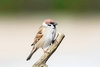 Eurasian tree sparrow (Passer montanus)