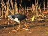 White-breasted waterhen (Amaurornis phoenicurus)