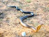 Brown forest cobra (Naja subfulva)