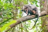 Big-eared opossum (Didelphis aurita)