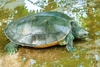 Northern river terrapin (Batagur baska)