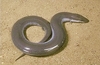 Three-toed amphiuma (Amphiuma tridactylum)