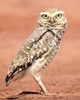 Burrowing owl (Athene cunicularia)