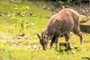 Chinese goral (Naemorhedus griseus)