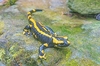 Fire salamander (Salamandra salamandra)