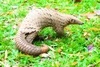 Malayan pangolin (Manis javanica)