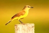 Cattle tyrant (Machetornis rixosus)