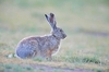 Woolly hare (Lepus oiostolus)