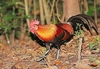 Red junglefowl (Gallus gallus)