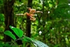 Wallace's flying frog (Rhacophorus nigropalmatus)