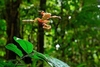 Wallace's flying frog (Rhacophorus nigropalmatus)