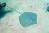 Honeycomb stingray (Himantura uarnak)