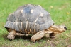 Radiated tortoise (Astrochelys radiata)