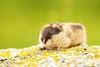 Norway lemming (Lemmus lemmus)