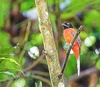 Scarlet-rumped trogon (Harpactes duvaucelii)