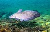 Eel-tailed catfish (Tandanus tandanus)