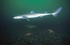 Pacific spiny dogfish (Squalus suckleyi)