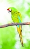 Military macaw (Ara militaris)