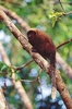 Dusky titi (Callicebus moloch)