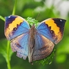 Orange oakleaf (Kallima inachus)