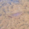 Smooth butterfly ray (Gymnura micrura)