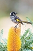 New Holland honeyeater (Phylidonyris novaehollandiae)