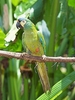 Blue-winged macaw (Primolius maracana)