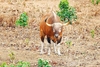 Banteng (Bos javanicus)