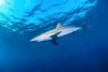 Silky shark (Carcharhinus falciformis)