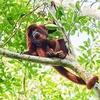 Venezuelan red howler (Alouatta seniculus)