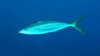 Rainbow runner (Elagatis bipinnulata)