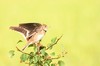 Calandra lark (Melanocorypha calandra)