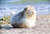 Caspian seal (Pusa caspica)