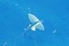 Bennett's flying fish (Cheilopogon pinnatibarbatus)