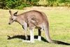 Eastern grey kangaroo (Macropus giganteus)